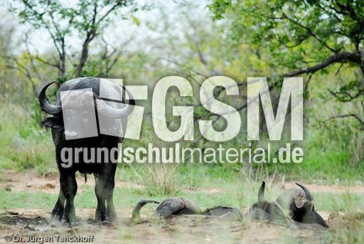 Afrikanischer Büffel (88 von 102).jpg